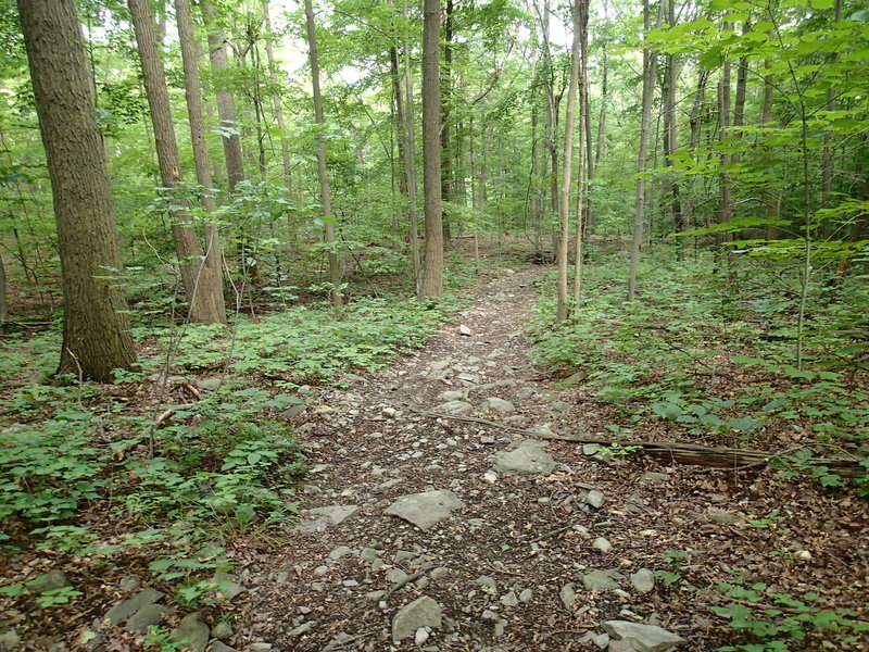 Overlook Trail