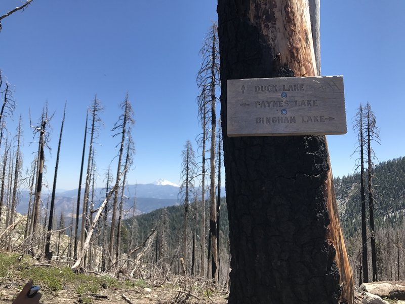 Pacific Crest Trail sign with Mount Shasta in the background at intersection of Music Creek Trail in Russian Wilderness