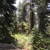 Albers Lake Trail in Russian Wilderness