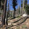 Pacific Crest Trail in Russian Wilderness