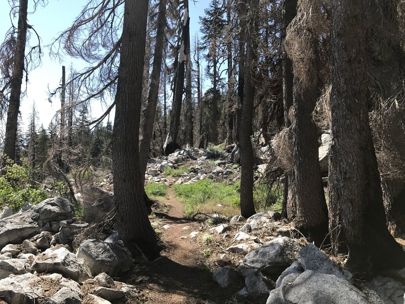 Pacific Crest Trail in Russian Wilderness