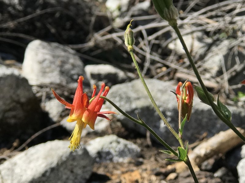 Western columbine wildflower on Pacific Crest Trail in Russian Wilderness