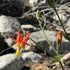 Western columbine wildflower on Pacific Crest Trail in Russian Wilderness