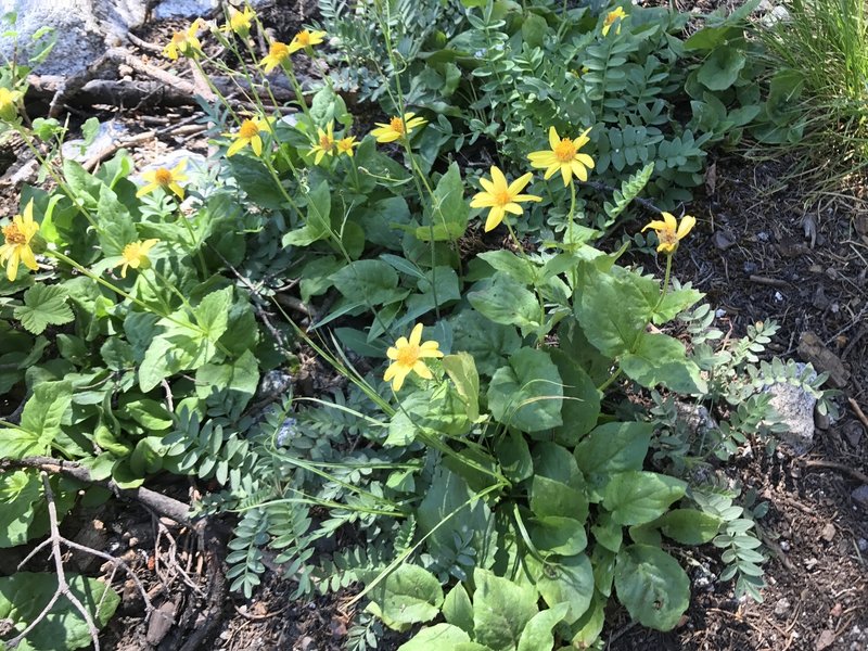 Heartleaf arnica wildflower on Pacific Crest Trail in Russian Wilderness