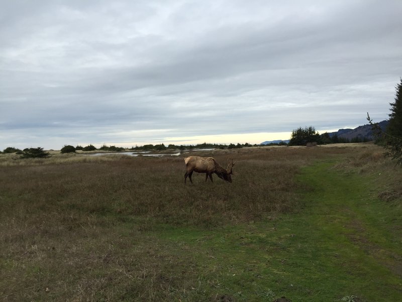 Elk on Coastal Trail