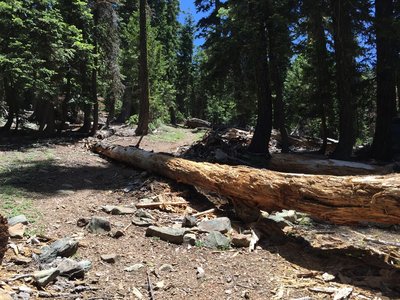 Intersection of Black Rock Lake Trail at Pettyjohn Trail.