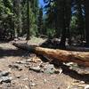 Intersection of Black Rock Lake Trail at Pettyjohn Trail.