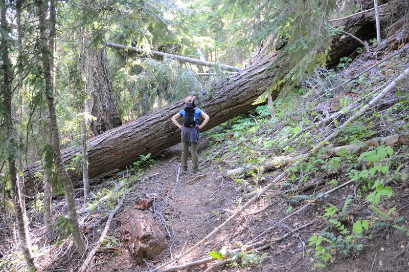 Some of the tree fall is easier to get around than others