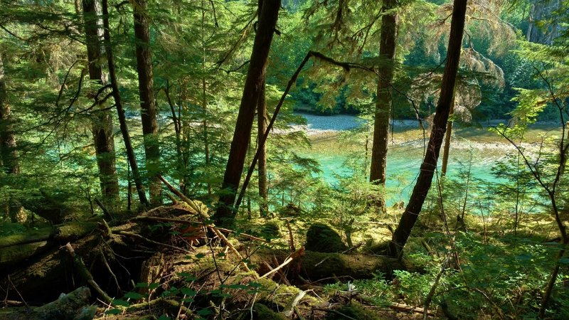 The south end of Diablo Lake is seen through the trees at the beginning of Thunder Creek Trail