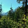 Glimpses of the snow capped mountains ahead, as one heads up Thunder Creek Trail in July