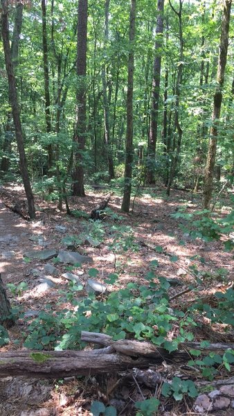 Beautiful trail at the Stone Mountain Park