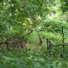 Wildlife along the Denning Loop Trail