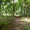 Denning Loop Trail