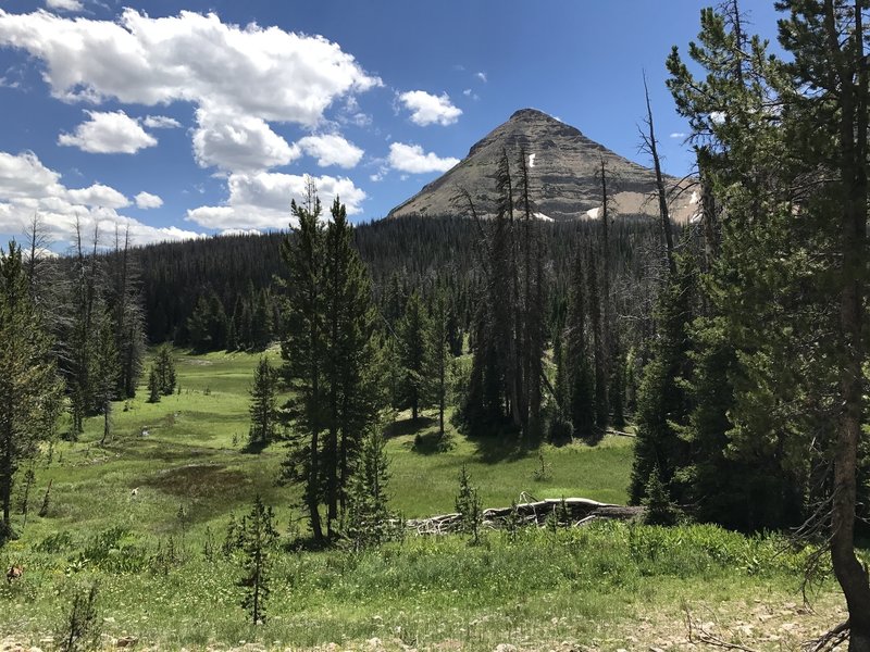 Meadow in the Uintas