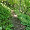 View of trail with the top in sight