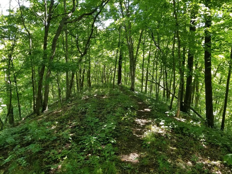 Trail headed down the hill