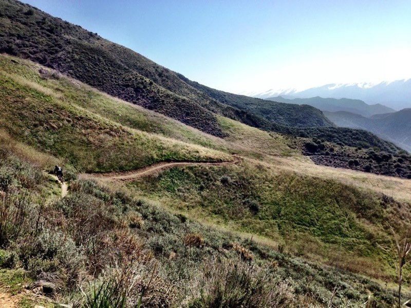 Santa Cruz Trail meadow.