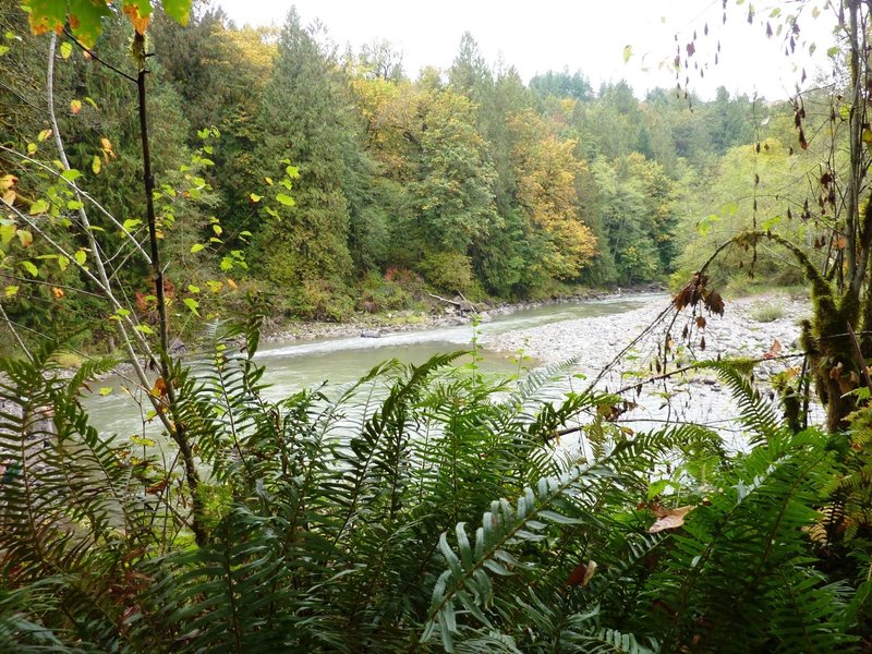 The lower Sandy River Trail is awesome in the fall with the trees turning and the salmon spawning!