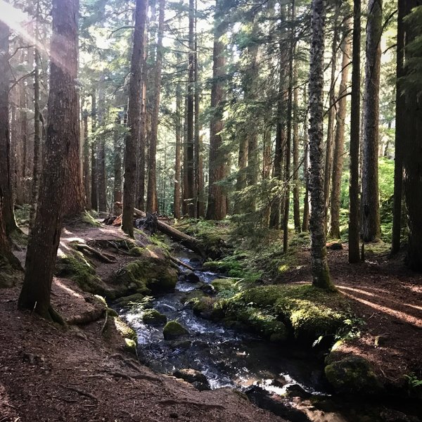 Ramona Falls Trail. Mt Hood National Forest.