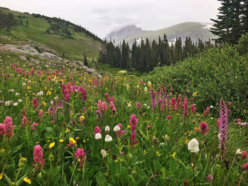 Flowery meadows on a rainy day.