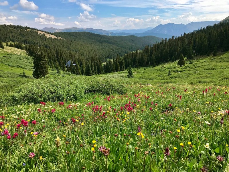 Looking towards Janet's Cabin nestled in the trees below Searle Pass.