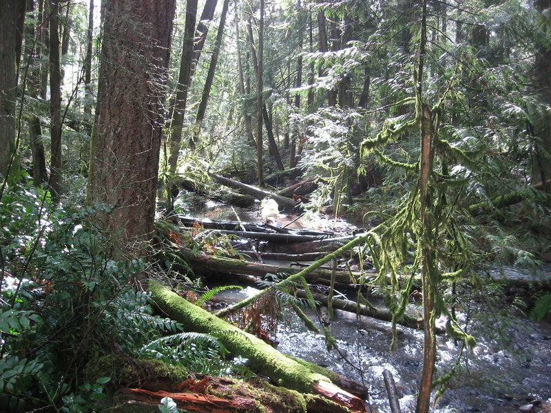 Tickle Creek along Tickle Creek Trail with large woody debris helping support salmon habitat.