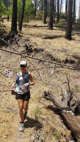 Running in the pines just below the Florida Saddle.