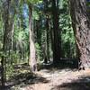 North Fork Salmon Trail in Marble Mountain Wilderness.