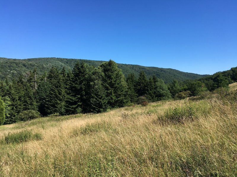 Passing through the meadow into the forrest on the return.