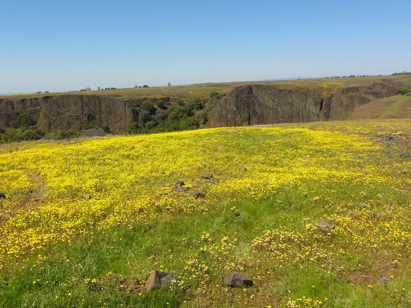 Super wildflower bloom for the Spring of 2016 (at the end of March)