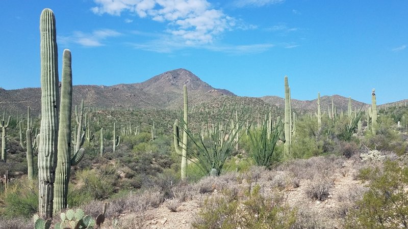 Saguaro Cactus surround the trailhead.