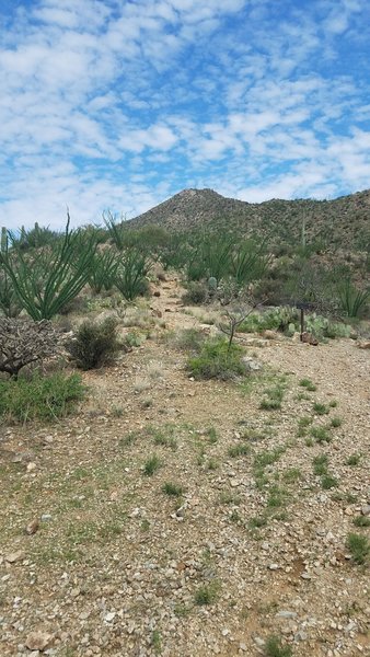 Ocotillo just off the trailhead.