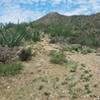 Ocotillo just off the trailhead.