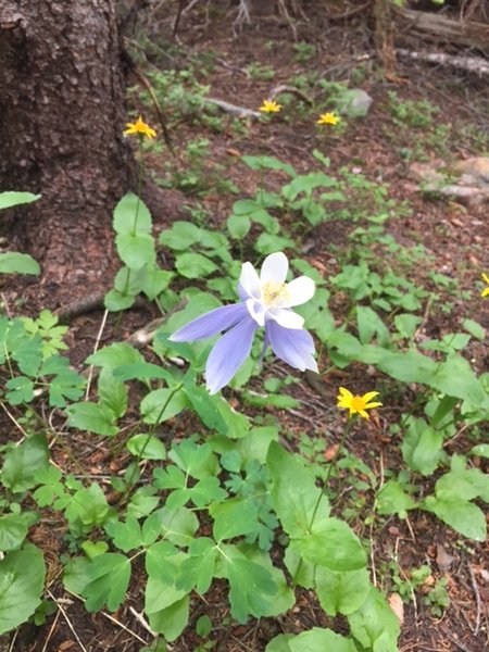 Many wildflowers along the trail.