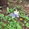 Many wildflowers along the trail.