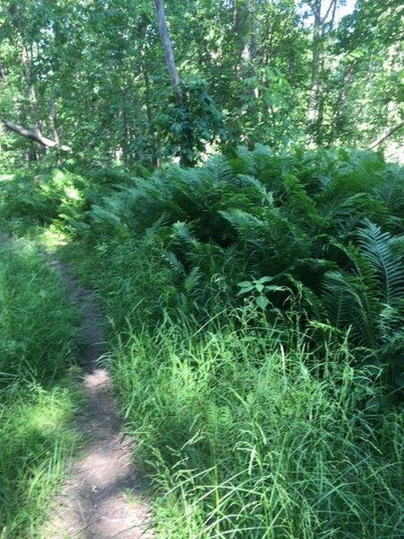 Single trail through the lowland.