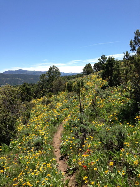 Get here early, and you'll be blown away at beauty that is wildflowers!