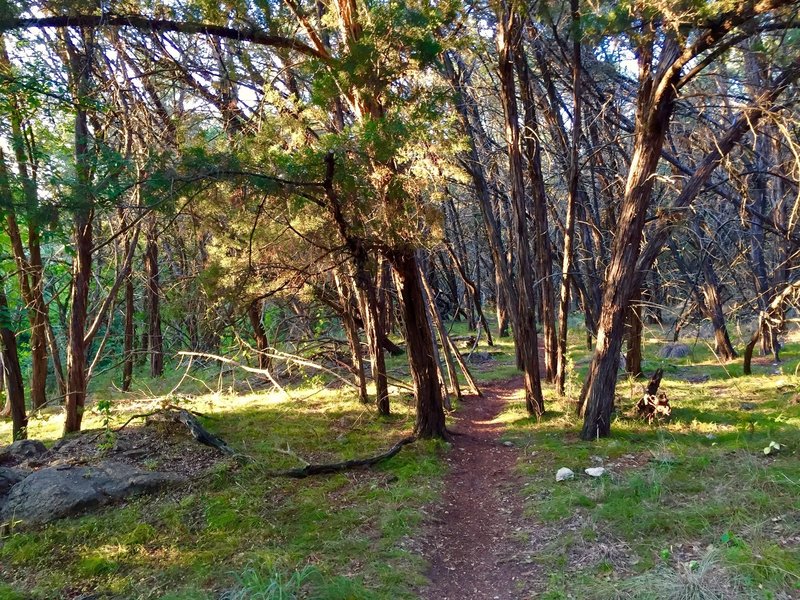 The Hamilton Greenbelt singletrack trail starts off nice and easy.