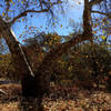 Sunlight on Sycamore