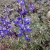 Lupine Nature Trail