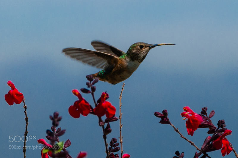 Hummingbird in Griffith Park, L.A.