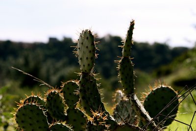 Cactus