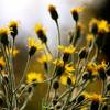 Yellow Flowers