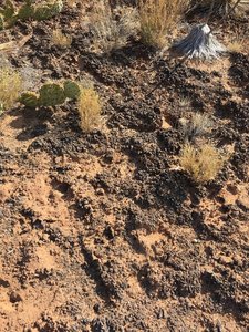 Biological (living) soil crust