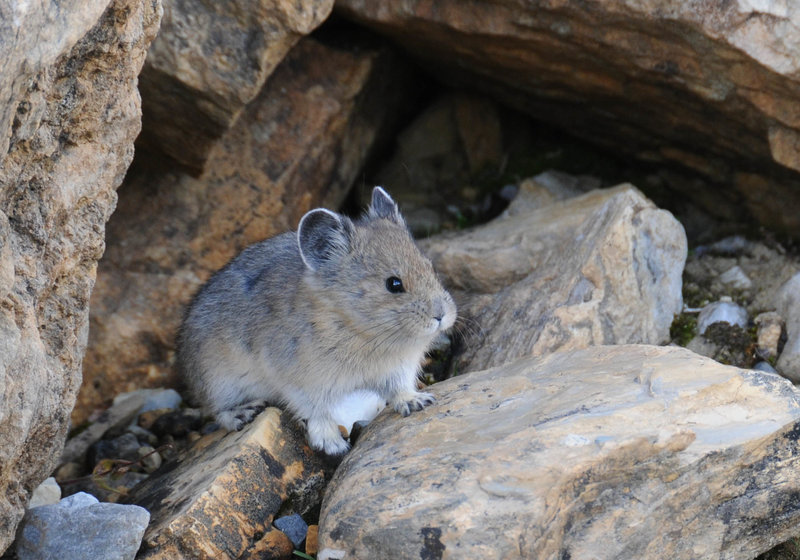 A pika near the Presidents