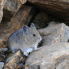 A pika near the Presidents