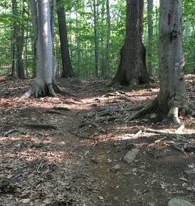 Look for the red marker with white arrows to stay on this trail (see tree left), not the red paint