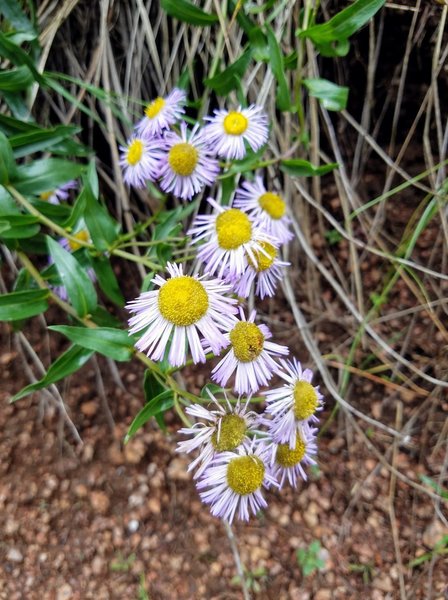 Asters alongside Penrose Trail (#665) aka Lower Captain Jack's Trail.