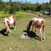 Wild ponies grazing in the meadow where the AT Junction Trail meets the AT.