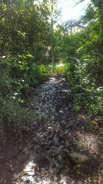 Waterville muddy section